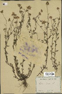 spécimen de Anthemis arvensis