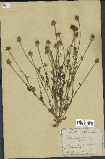 spécimen de Anthemis arvensis