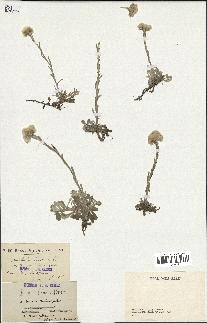 spécimen de Gnaphalium dioicum