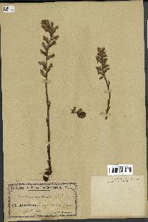 spécimen de Orobanche hederae