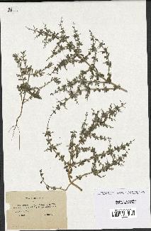 spécimen de Teucrium spinosum