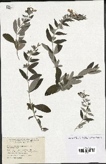 spécimen de Teucrium fruticans