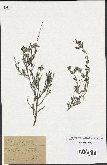 spécimen de Teucrium fruticans