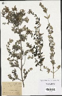 spécimen de Teucrium fruticans