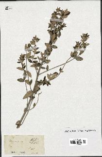 spécimen de Teucrium fruticans