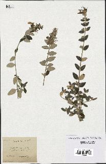 spécimen de Teucrium fruticans