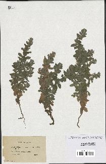 spécimen de Teucrium scordium