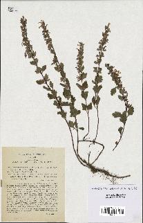 spécimen de Teucrium lucidum