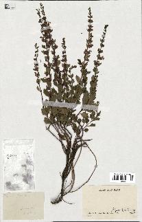 spécimen de Teucrium lucidum