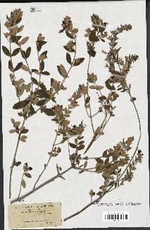 spécimen de Teucrium fruticans