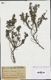 spécimen de Teucrium brevifolium