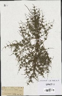 spécimen de Teucrium spinosum