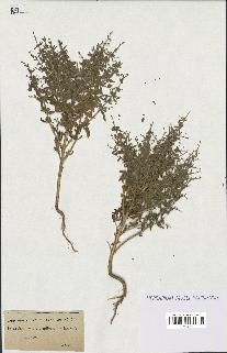 spécimen de Teucrium spinosum