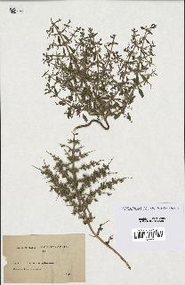 spécimen de Teucrium spinosum