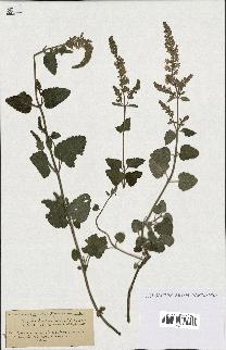 spécimen de Teucrium baeticum