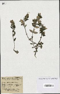 spécimen de Teucrium fruticans