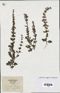 spécimen de Teucrium lucidum