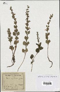 spécimen de Teucrium lucidum