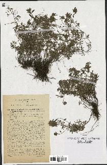 spécimen de Thymus serpyllum