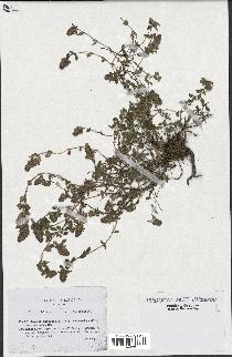 spécimen de Thymus serpyllum