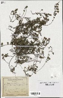 spécimen de Thymus serpyllum