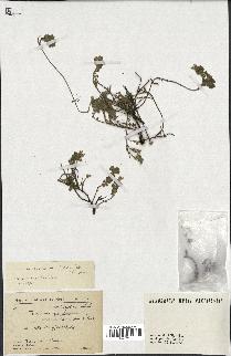 spécimen de Teucrium rotundifolium