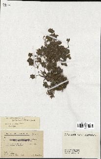 spécimen de Teucrium rotundifolium