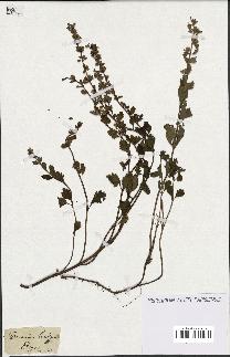 spécimen de Teucrium lucidum