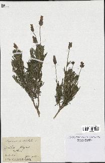 spécimen de Lavandula dentata