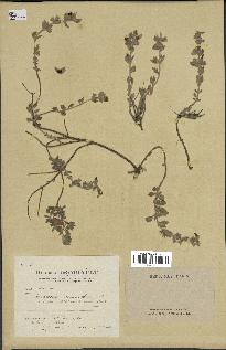 spécimen de Teucrium divaricatum