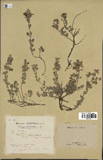 spécimen de Teucrium divaricatum