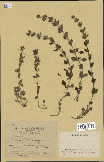 spécimen de Teucrium chamaedrys