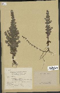 spécimen de Teucrium scordium