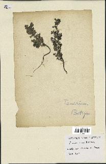 spécimen de Teucrium botrys