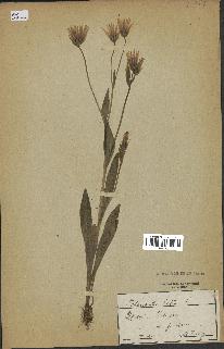 spécimen de Catananche lutea