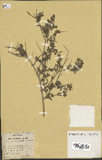 spécimen de Teucrium brevifolium