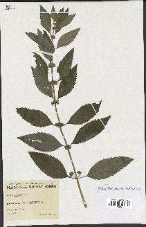 spécimen de Mentha canadensis