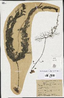 spécimen de Utricularia vulgaris
