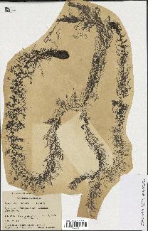 spécimen de Utricularia vulgaris