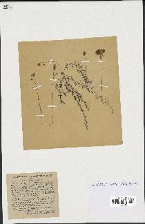 spécimen de Utricularia gibba