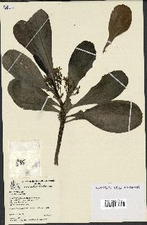 spécimen de Scaevola sericea