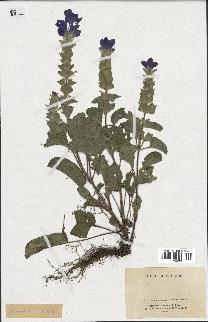 spécimen de Salvia sp.