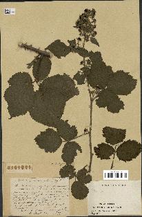 spécimen de Rubus sp.