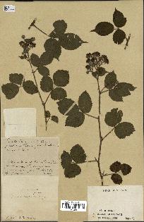 spécimen de Rubus uncinatus