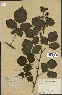 spécimen de Rubus pallidus