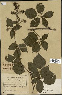 spécimen de Rubus sp.