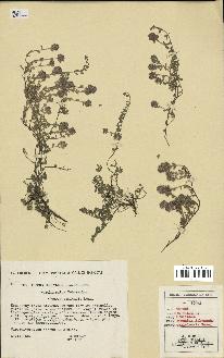 spécimen de Thymus serpyllum