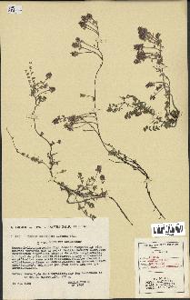 spécimen de Thymus serpyllum