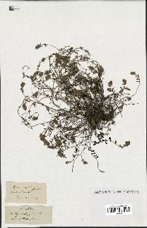spécimen de Thymus serpyllum