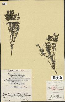 spécimen de Thymus vulgaris